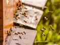 آیا مصرف محصولات زنبورعسل در درمان ضعف عمومی بدن موثر است؟